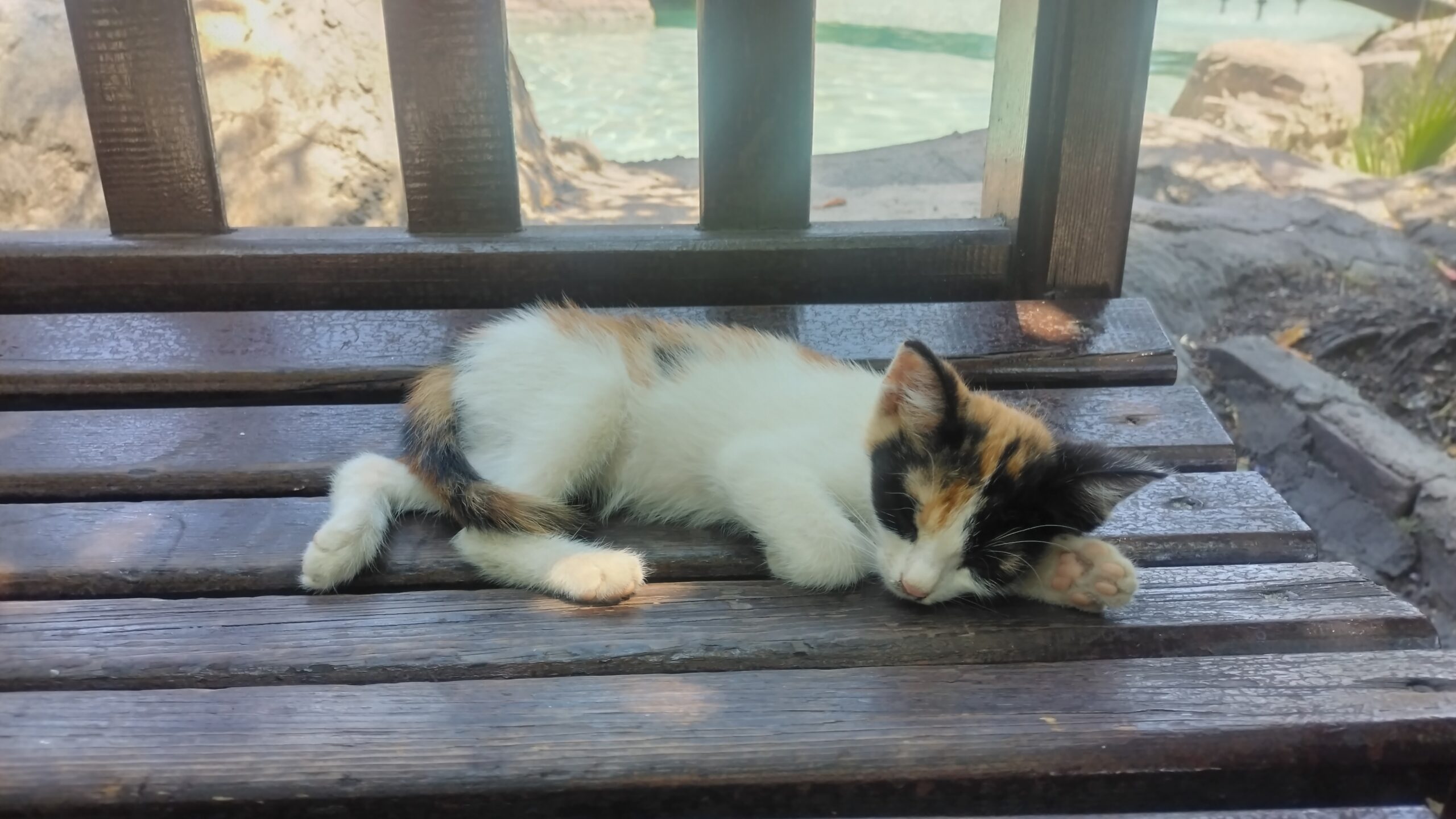 Котёнок спит на скамейке, парк Ататюрка, Алания, Турция
